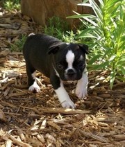 Cute Boston Terrier Puppy for Sale  